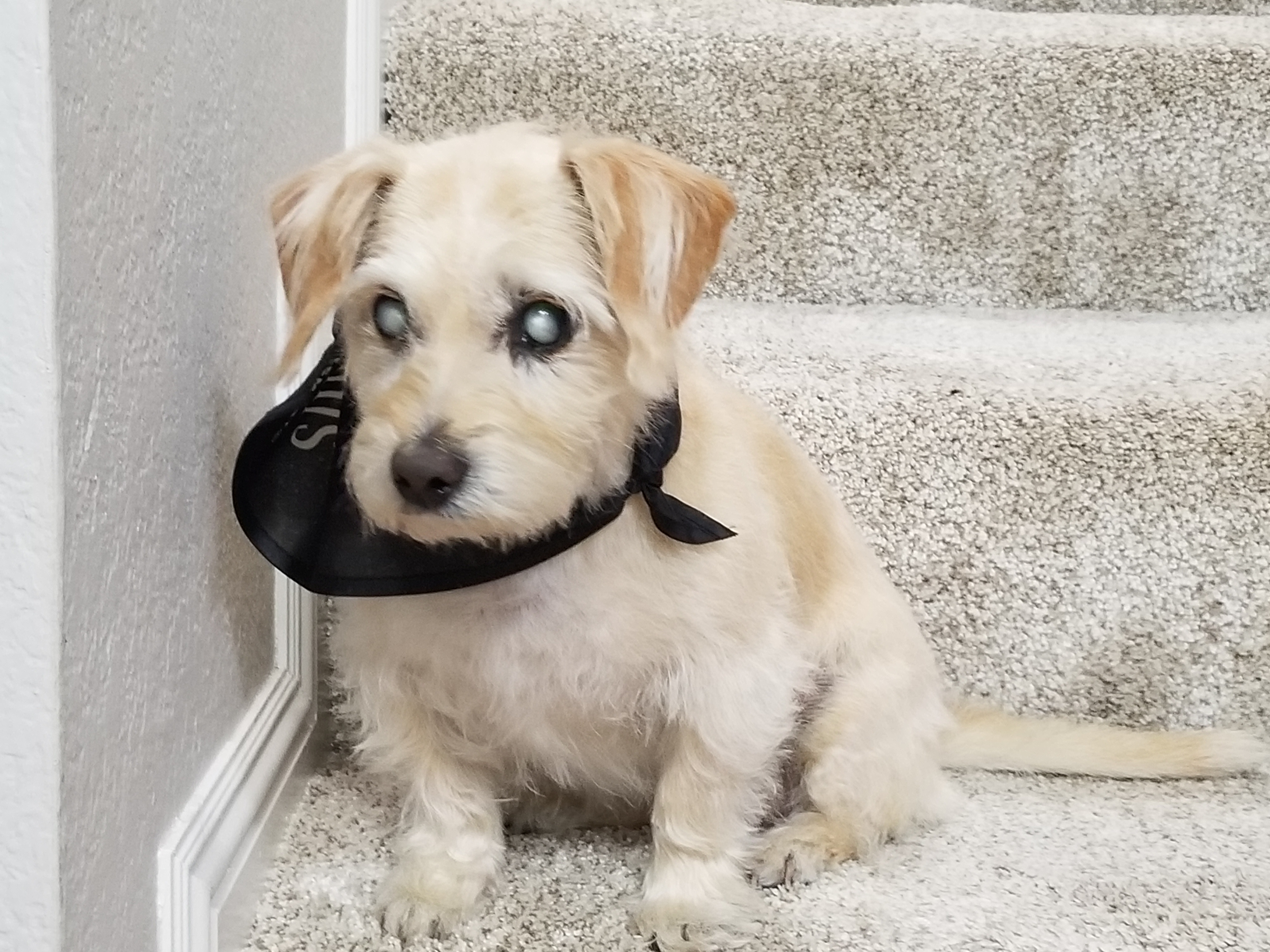 In Home Pet Euthanasia in Concord, CA | CodaPet