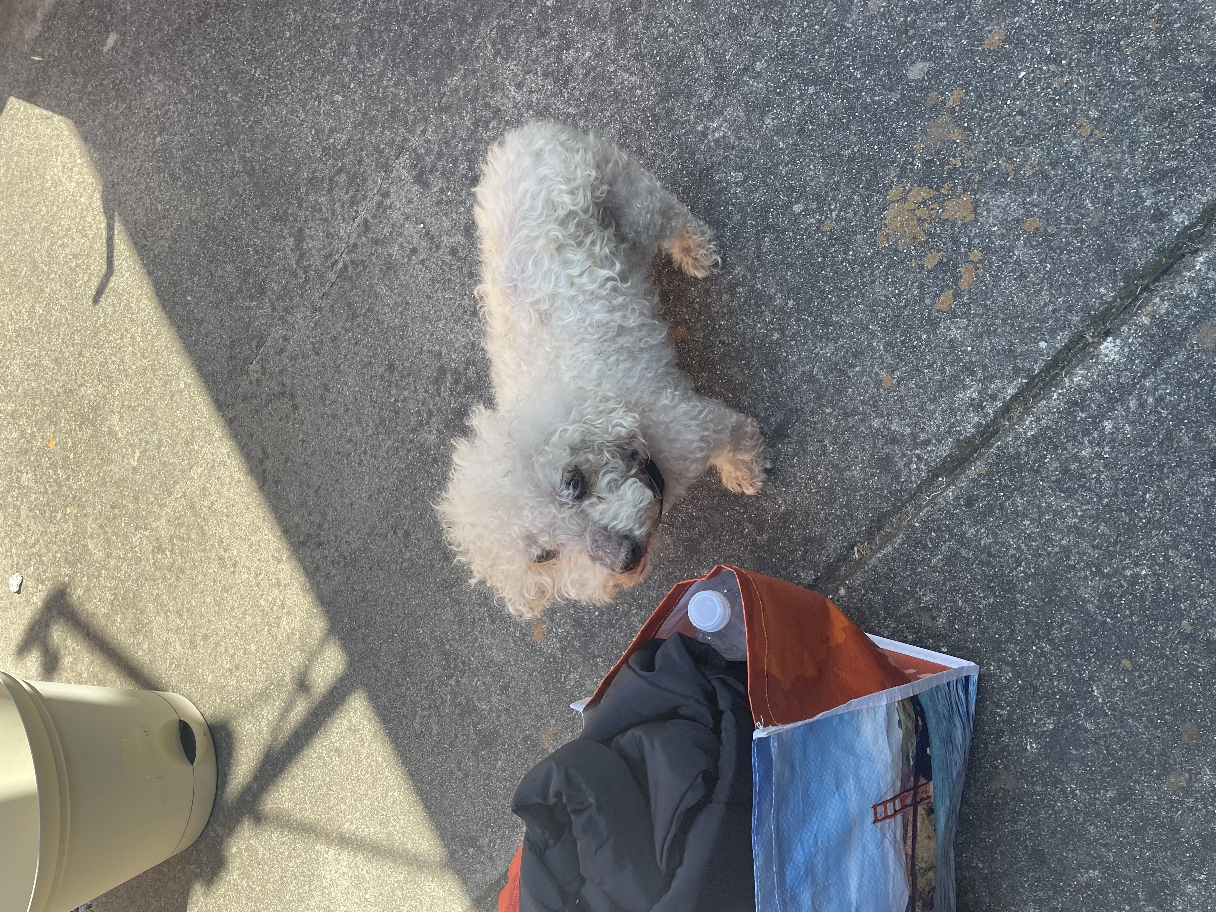 In Home Pet Euthanasia in Concord, CA | CodaPet