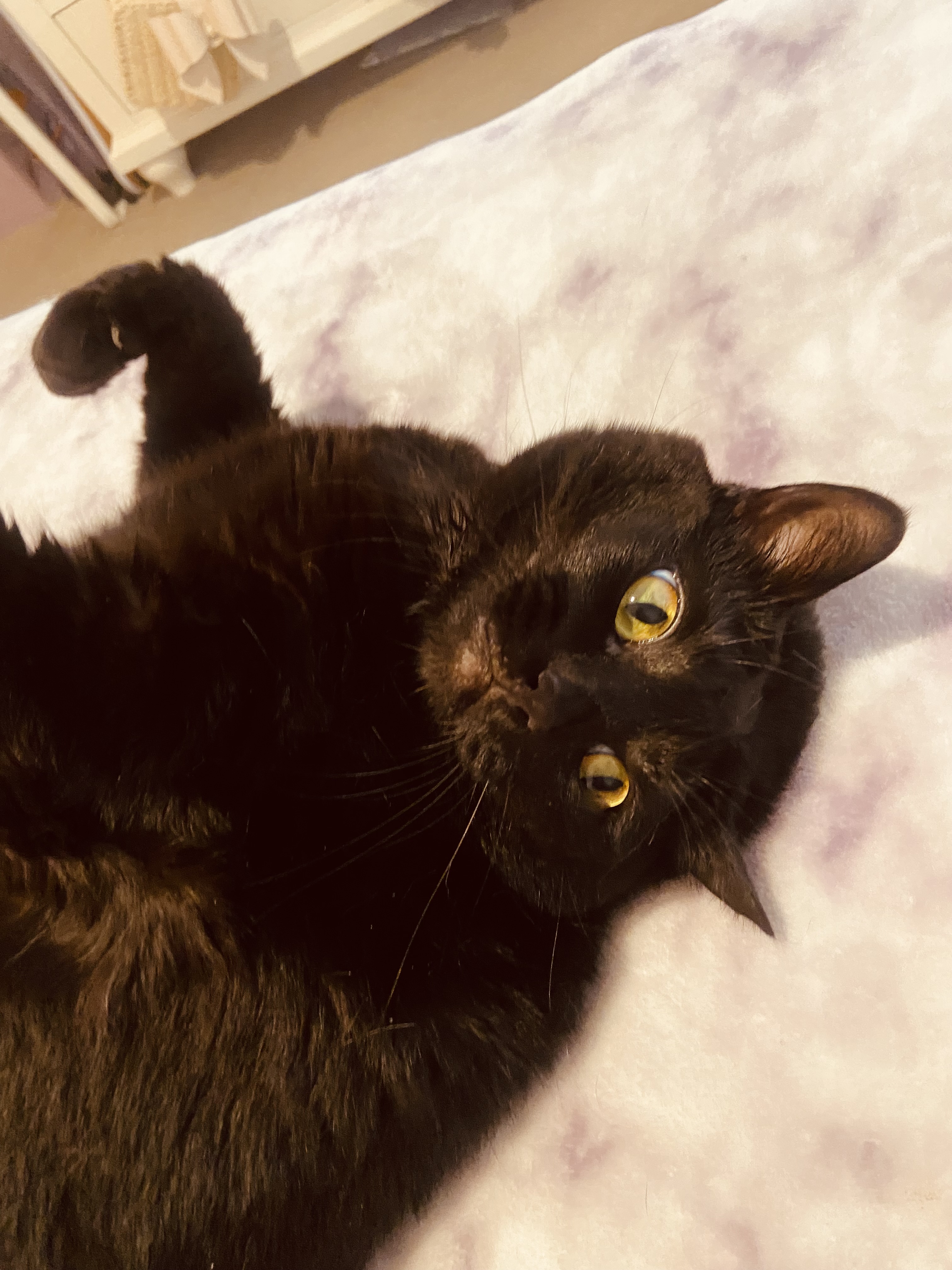 In Home Pet Euthanasia in Concord, CA | CodaPet