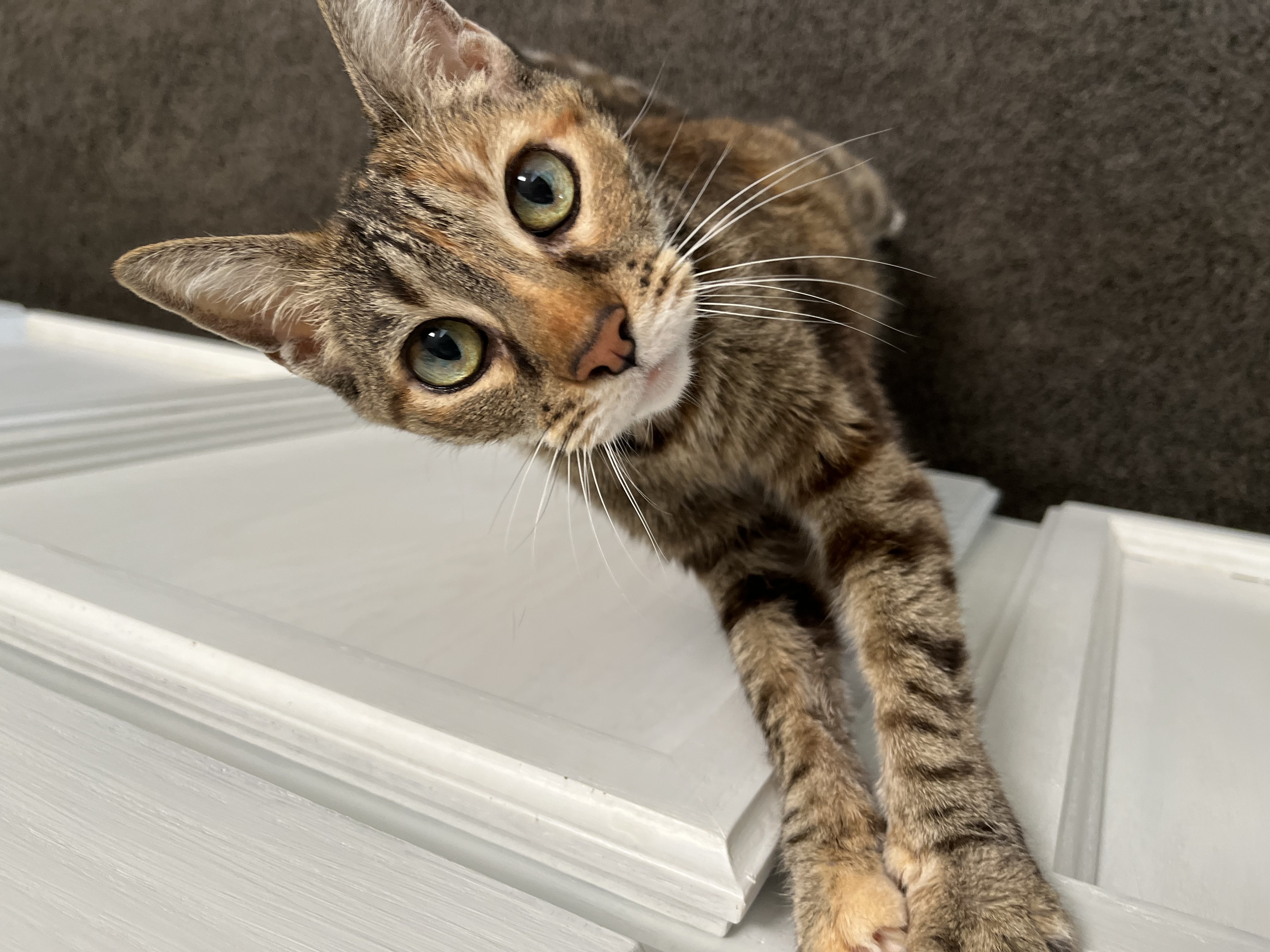 In Home Pet Euthanasia in Concord, CA | CodaPet