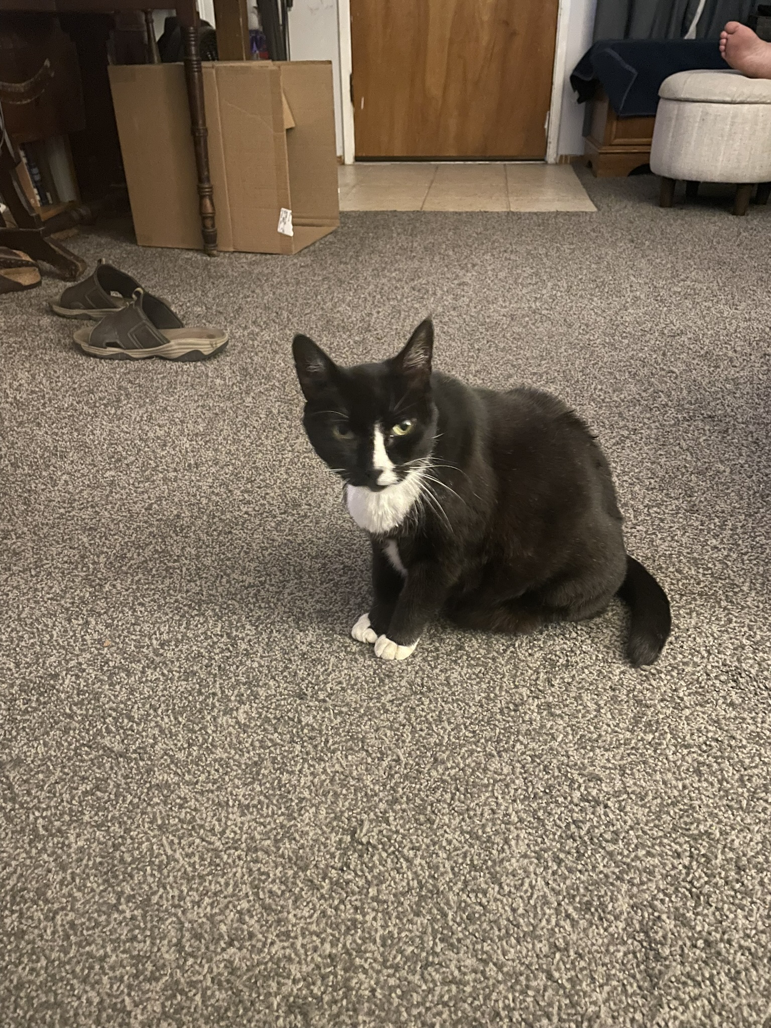 In Home Pet Euthanasia in Concord, CA | CodaPet