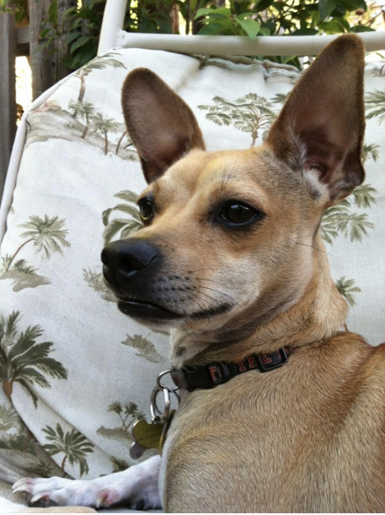 In Home Pet Euthanasia in Concord, CA | CodaPet